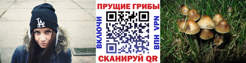 цены   Чухлома  Псилоцибиновые грибы прущие грибы 